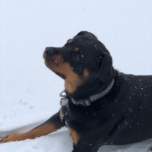 Meet your Posher, Sophia